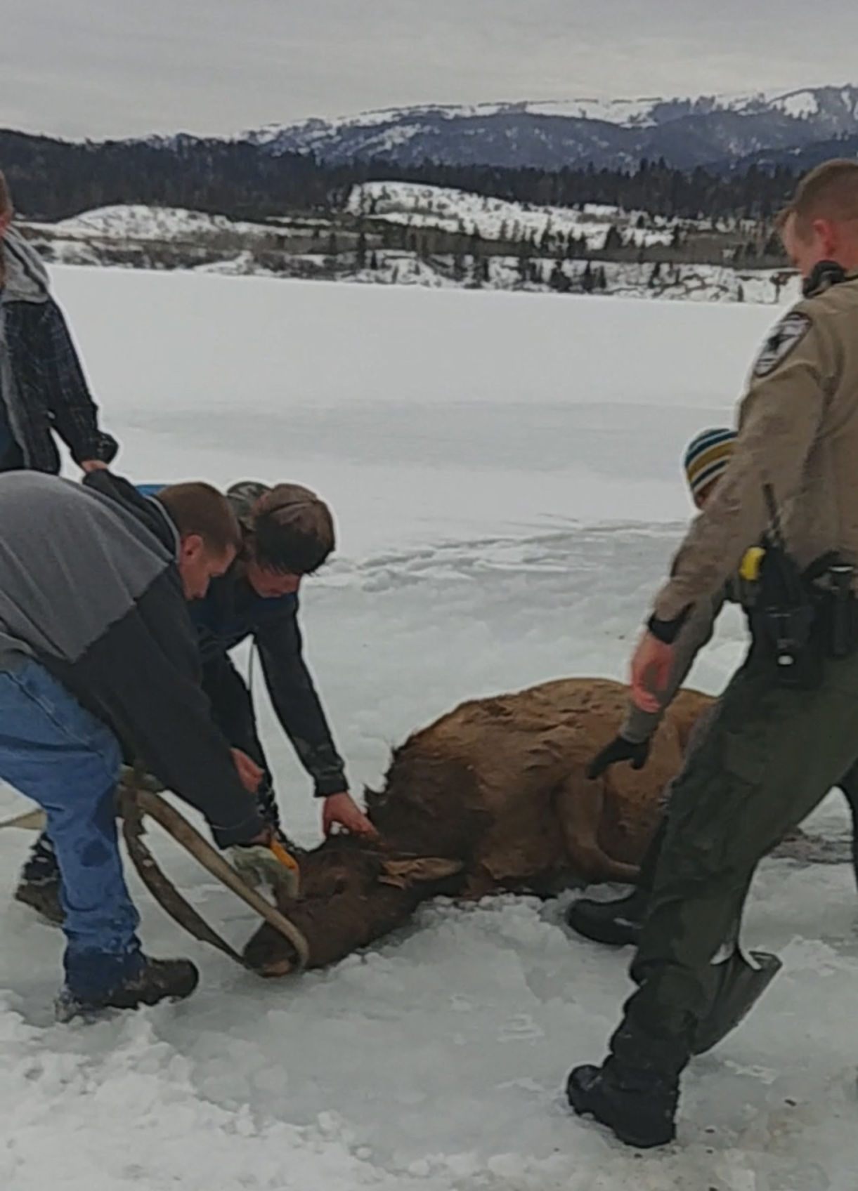 Elk Rescue